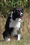BORDER COLLIE 011